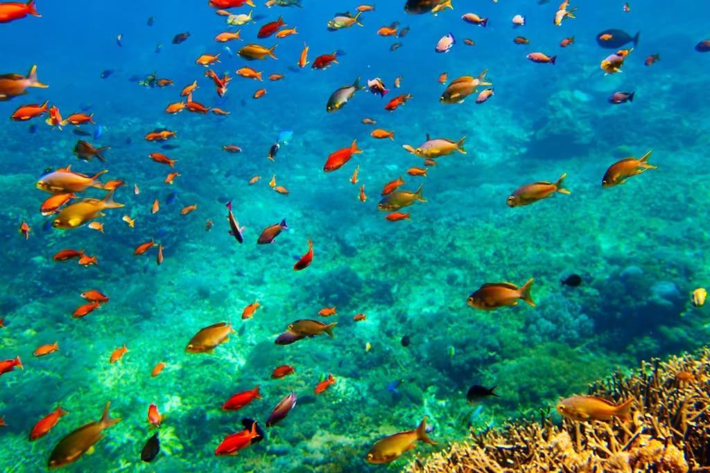 Villa Safari Nusa Lembongan (Bali)