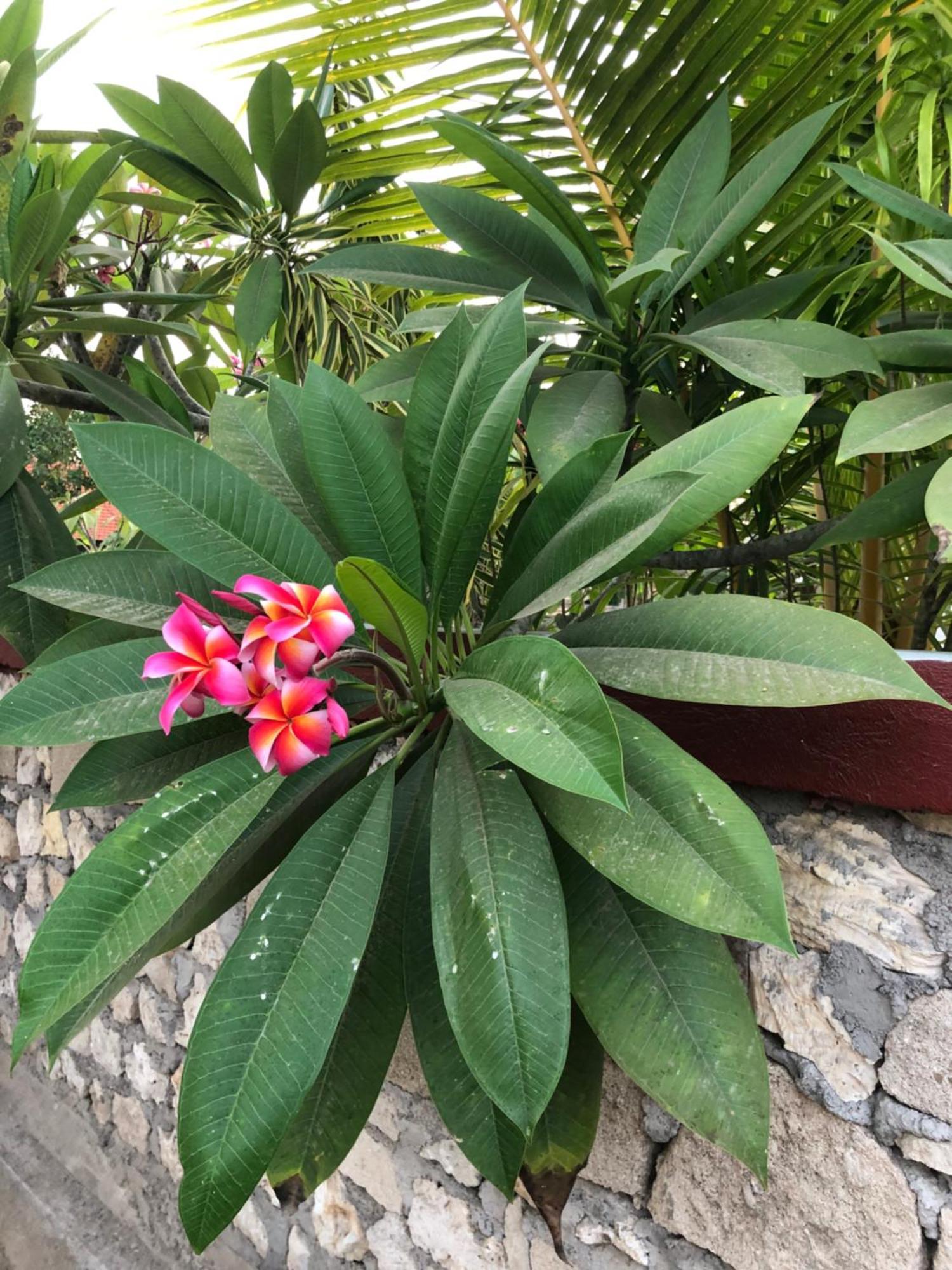 Maha Di Nusa