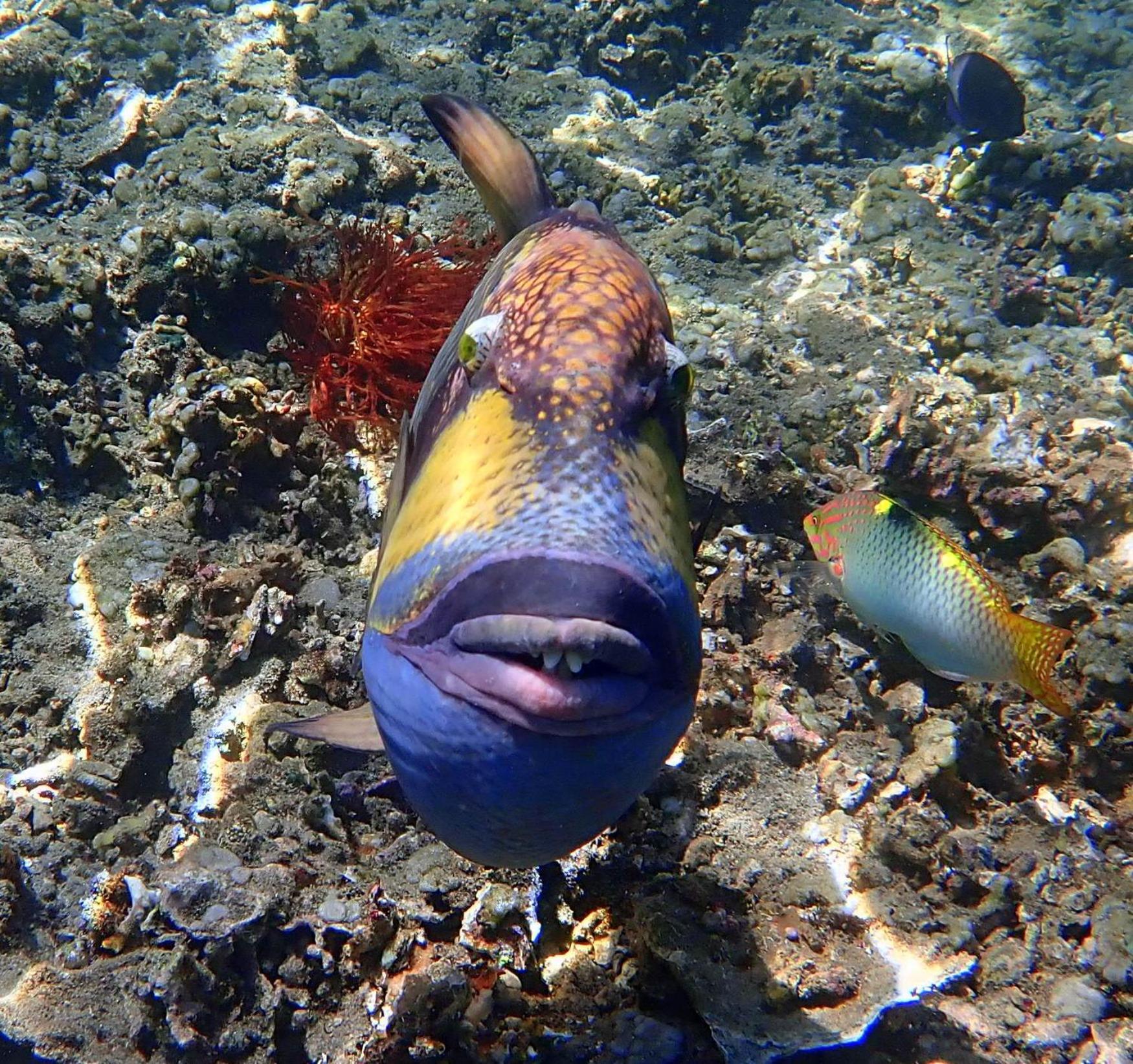 United Colors Of Nusa Lembongan (Bali)