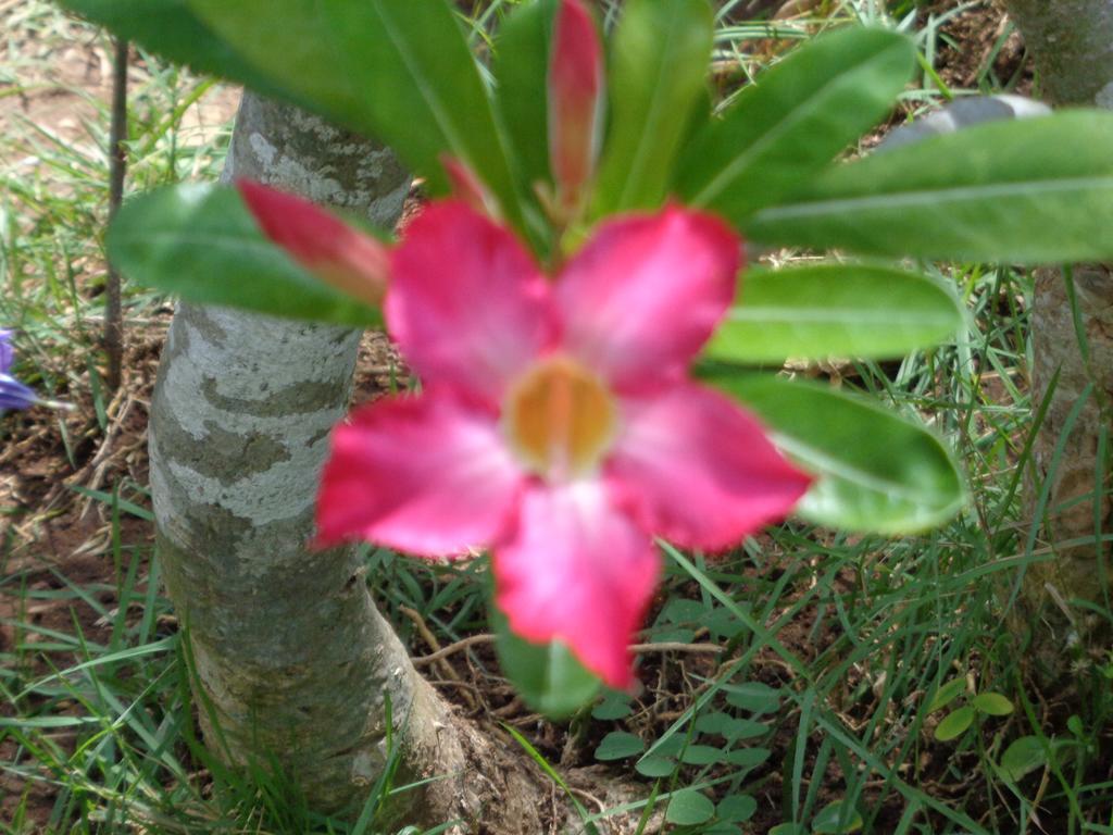 Taman liburan Mushroom Garden 3*