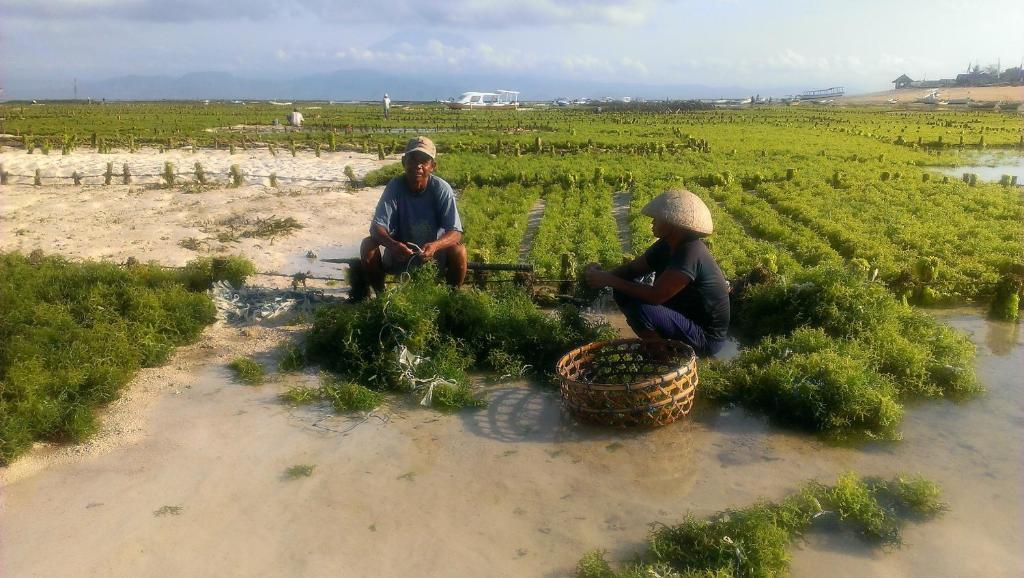 Wisma tamu Made Nusa Lembongan (Bali)