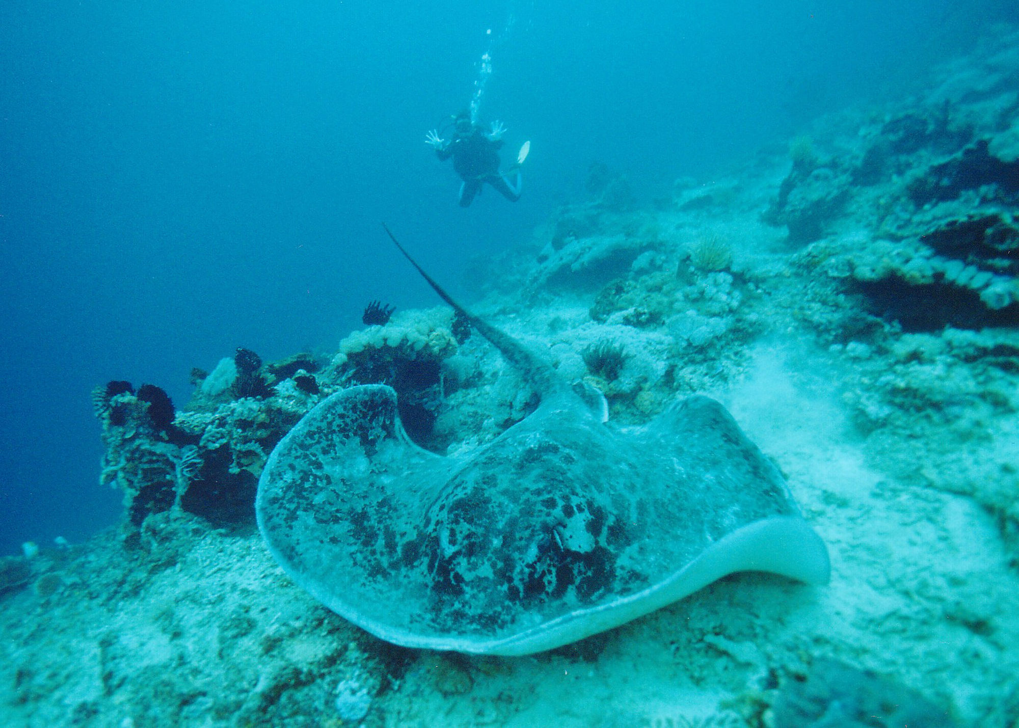 Jenggala 3* Nusa Lembongan (Bali)