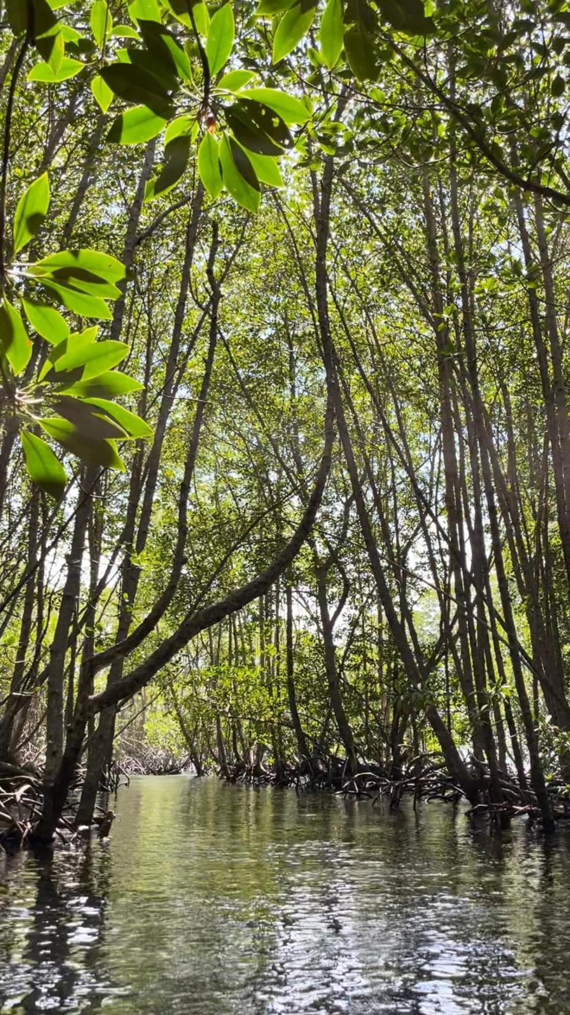 Mangrove Hut