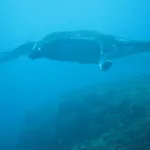 Kawans Inn Lembongan