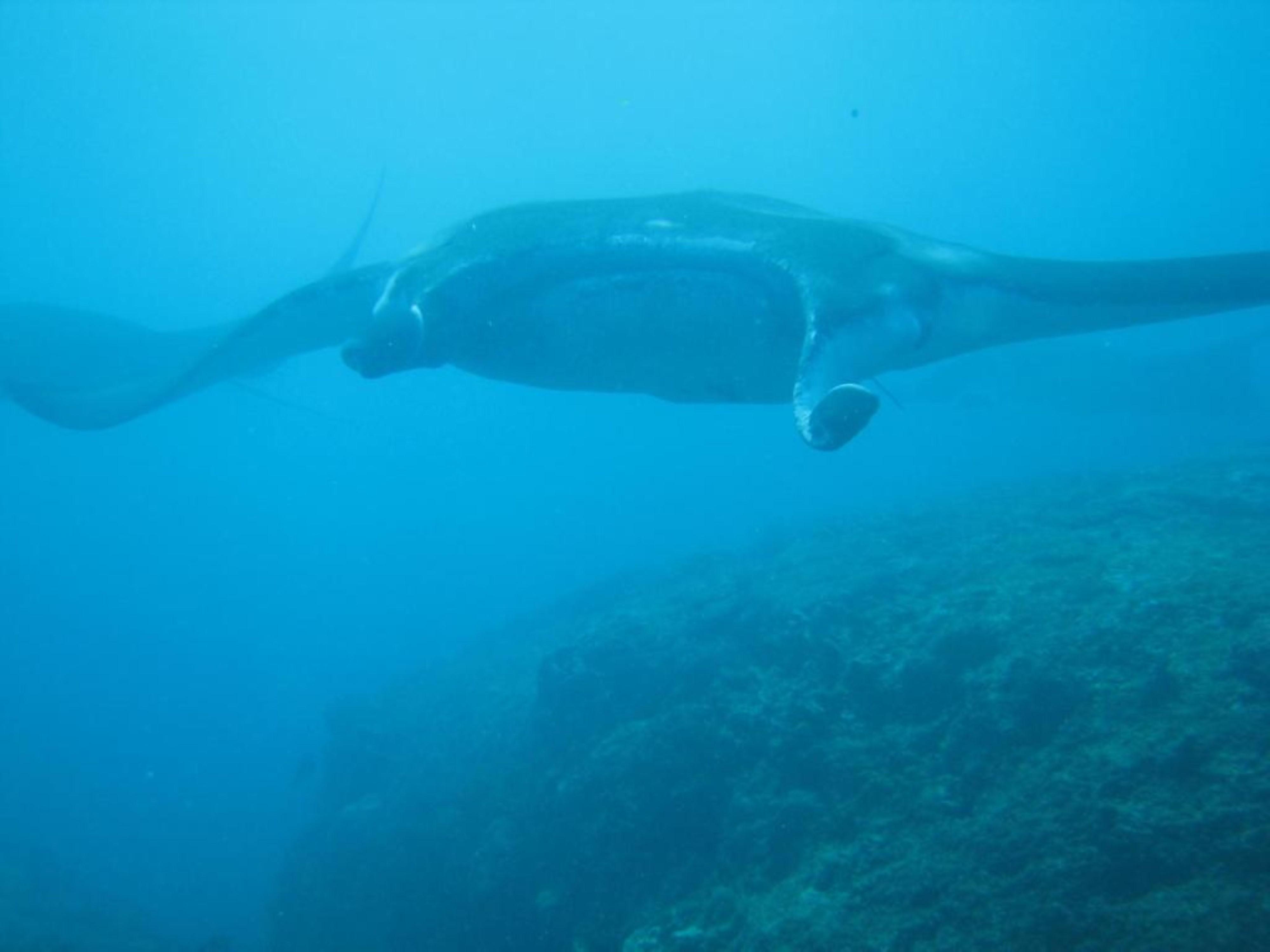 Kawans * Nusa Lembongan (Bali)