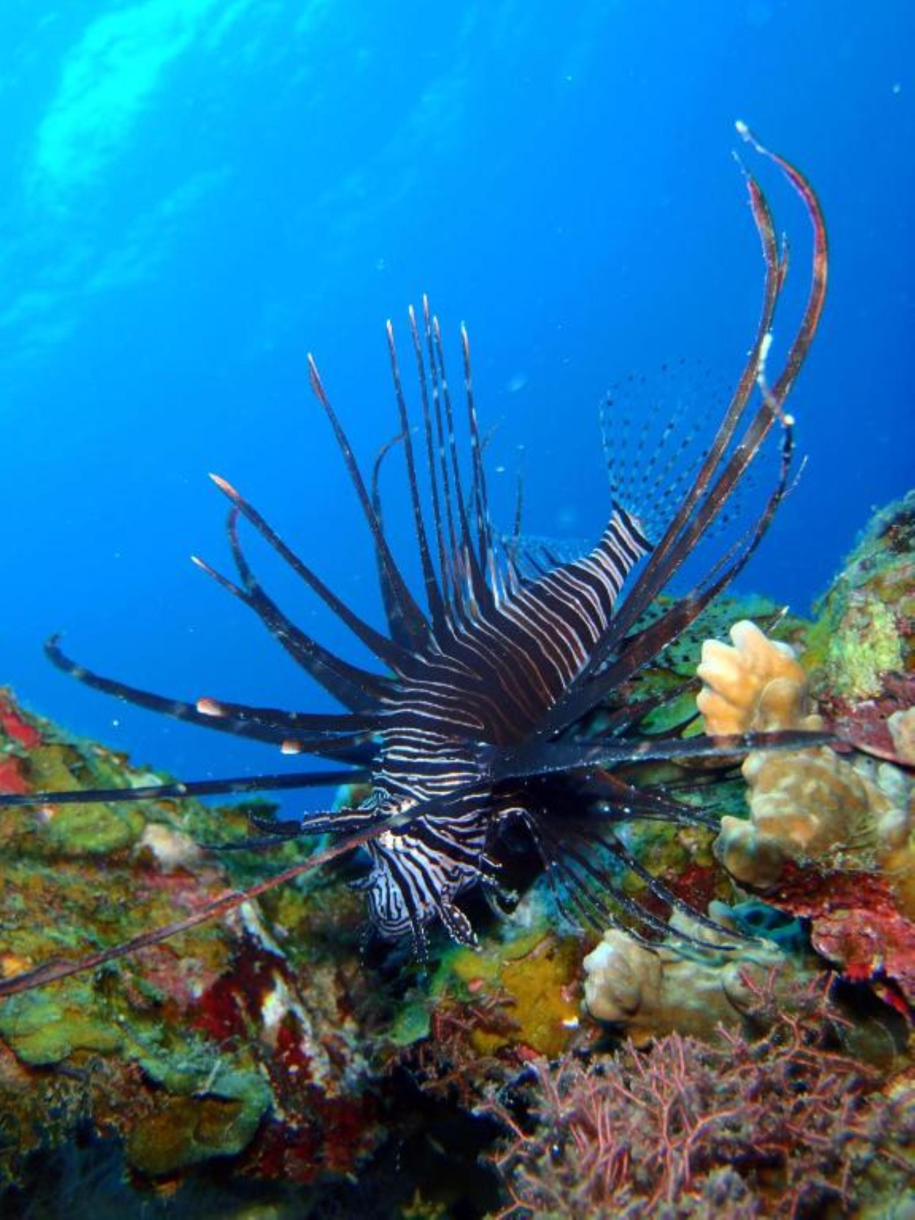 Kawans Nusa Lembongan (Bali)