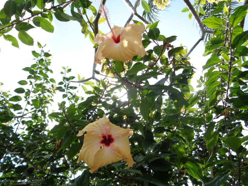 Holiday park Mushroom Garden Villas Nusa Lembongan (Bali)